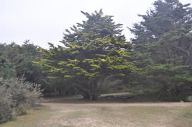 Дерево в лесу