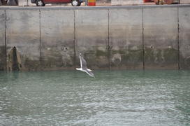 Чайка в полете