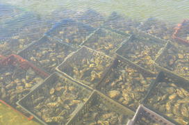 Мидии под водой