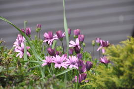 Фиолетовые цветочки