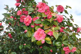 Париж, Вандея