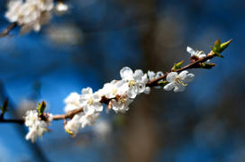 Appletree in bloom