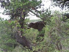 Рисунки природы