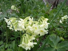 Горные цветы