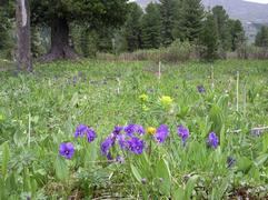 Горные цветы