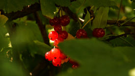 Красная смородина