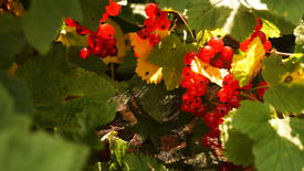 Ягоды красной смородины