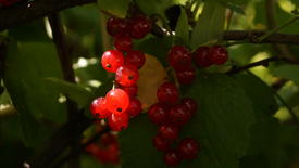 Красная смородина