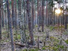 Закат в лесу