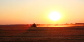 Hot cereal field at sunset and the processor is not in focus