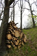 Скирда дров на склоне, присланенная к дереву
