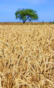 спелая пшеница