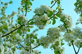 Цветущая ветка