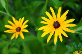 Желтые цветы