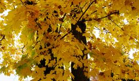 Золотая осень