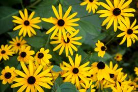 Желтые цветы