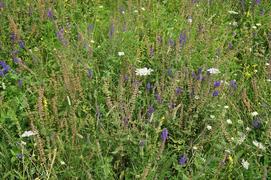 Зелённый луг