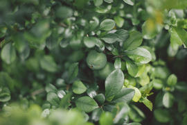 Молодые зеленые яблоки на дереве 