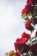 Красные розы на белом фоне 