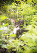 Кошка, затаившаяся в зарослях травы, охотится