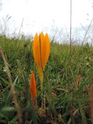 цветок в горах.