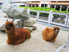  Lamas in a zoo lie and sadly look at visitors              