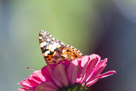 The butterfly on a flower collecting nectar on a bright sunny day