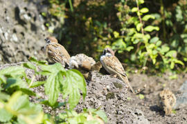 Sparrows on a rock basking in the midday sun