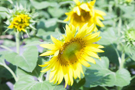 Sunflowers in the field attentively watch the sun and turn behind it
