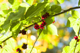 Autumn berries radut eye in recent days are warm