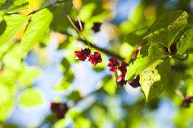 Autumn berries radut eye in recent days are warm