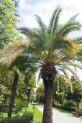 Palm trees and cypresses grow in park of the southern city on pleasure to people