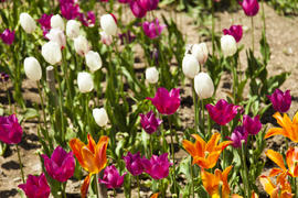 The sea of tulips under a bright sun pleases people