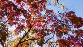 Autumn forest basking in the last warm autumn sunshine