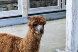Lamas in a zoo lie and sadly look at visitors