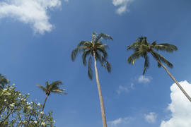 Palm trees by the sea look very beautifully, only bad protect from the sun