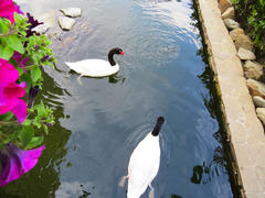 Swans in a pond float and look for a forage                
