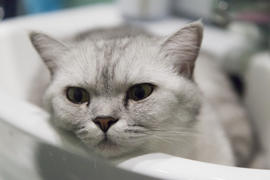 The gray cat in a sink lies and dreams of something