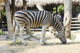 Zebras in a zoo peacefully nibble a grass on a clearing
