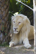The big white lion lies and has a rest after night hunting