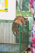 The tiger cub in a cage, but tries to get out from there