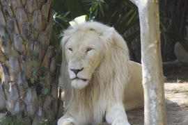 The big white lion lies and has a rest after night hunting