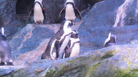 Penguins in ices hide a body fat in rocks