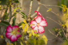 Beautiful tropical flowers in beams of the soft morning sun