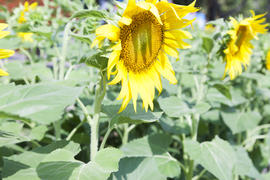 Sunflowers in the field attentively watch the sun and turn behind it