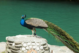 Peacocks important sit on stones and allow to admire the beauty