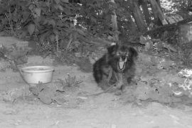 Собака на привязи у миски 