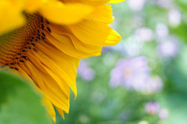 Солнечный подсолнух