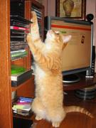 Котенок по имени Пирожок