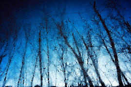Отражение деревьев в воде 